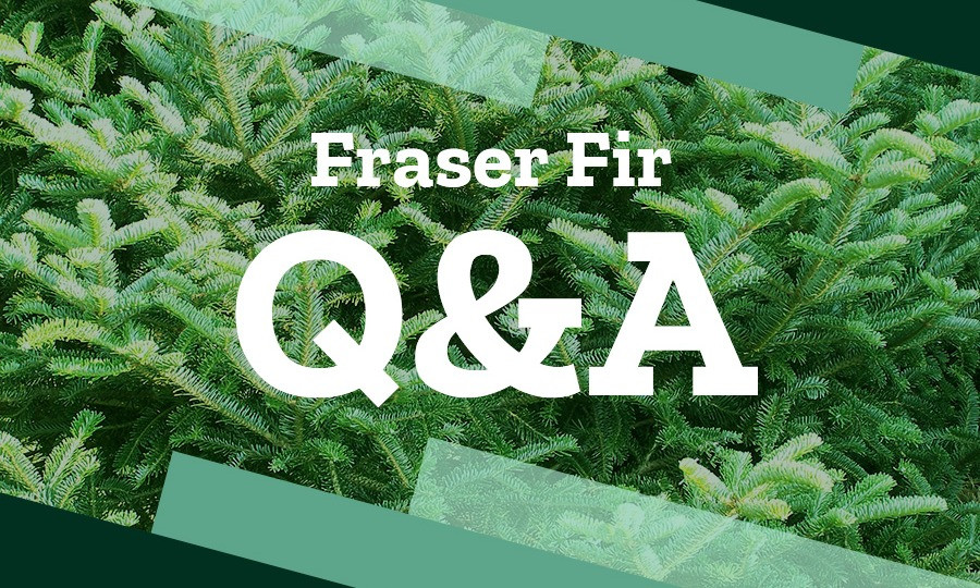 Wholesale Fraser Fir Christmas Tree Q & A