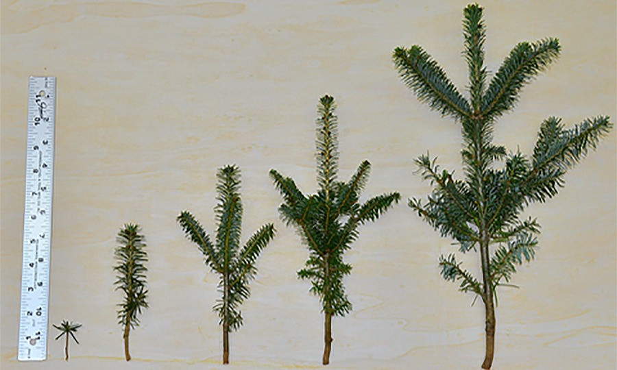 The life of a Fraser Fir Christmas Tree