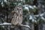 Owl in Shatley Farms field