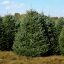 Fraser Fir Tree